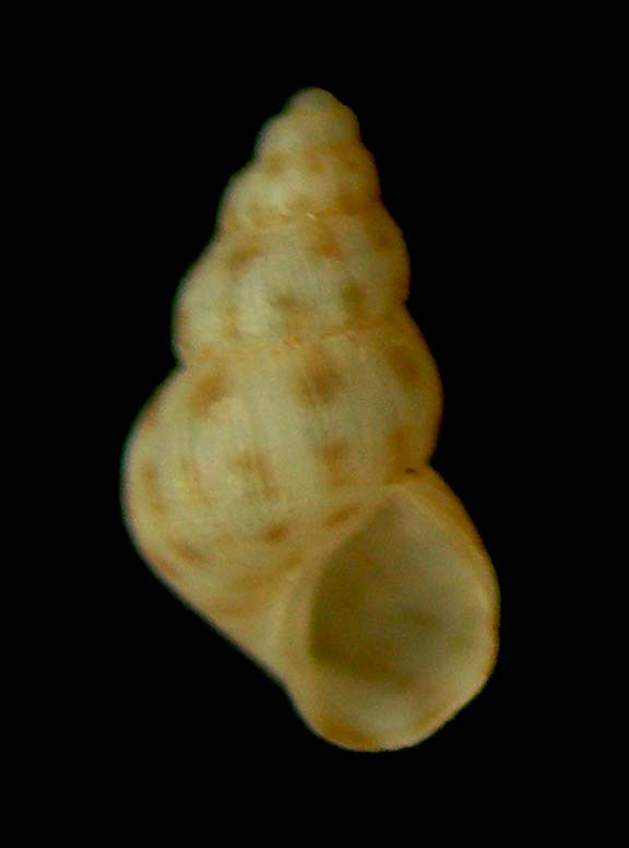 setia amabilis